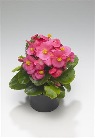 Photos von Blumenvarianten benutzt als: Beet- / Rabattenpflanze Begonia semperflorens Monza Rose