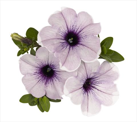 Photos von Blumenvarianten benutzt als: Ampel/Topf Petunia x hybrida RED FOX Surprise Lavender Halo