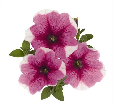 Photos von Blumenvarianten benutzt als: Ampel/Topf Petunia x hybrida RED FOX Surprise Pink Touch