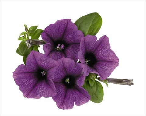 Photos von Blumenvarianten benutzt als: Ampel/Topf Petunia x hybrida RED FOX Surprise Purple Sky