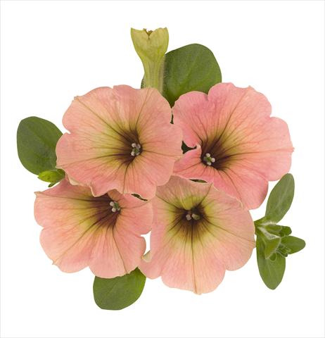 Photos von Blumenvarianten benutzt als: Ampel/Topf Petunia x hybrida RED FOX Sweetunia Peach