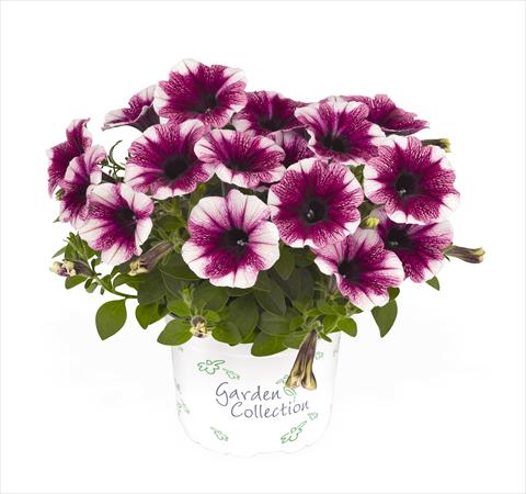 Photos von Blumenvarianten benutzt als: Ampel/Topf Petunia x hybrida RED FOX Sweetunia Purple Touch