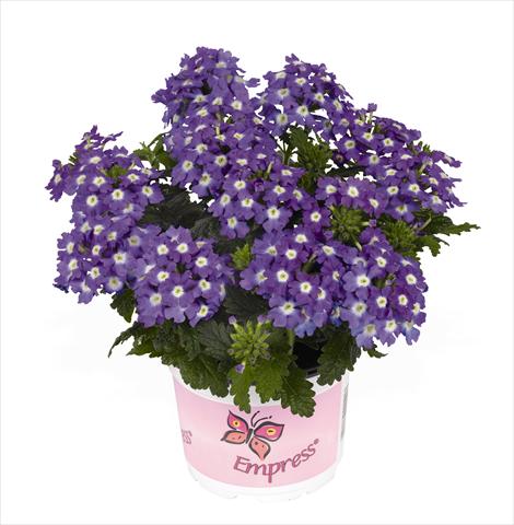 Photos von Blumenvarianten benutzt als: Topf Verbena hybrida RED FOX Empress Flair Purple Charme