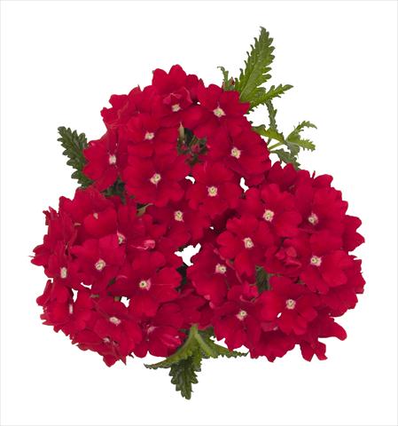 Photos von Blumenvarianten benutzt als: Topf Verbena hybrida RED FOX Empress Red