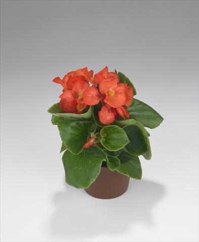 Photos von Blumenvarianten benutzt als: Beet- / Rabattenpflanze Begonia semperflorens Monza Salmon Orange