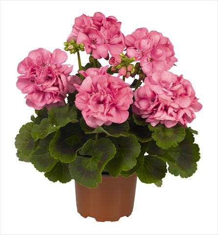 Photos von Blumenvarianten benutzt als: Topf Pelargonium zonale RED FOX Big Ezee Pink