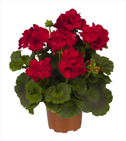 Photos von Blumenvarianten benutzt als: Topf Pelargonium zonale RED FOX Big Ezee Red