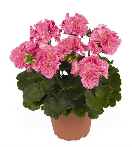 Photos von Blumenvarianten benutzt als: Topf Pelargonium zonale RED FOX Survivor Pink Batik
