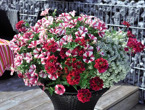 Photos von Blumenvarianten benutzt als: Ampel/Topf 3 Combo Confetti Garden Glossy Cherry