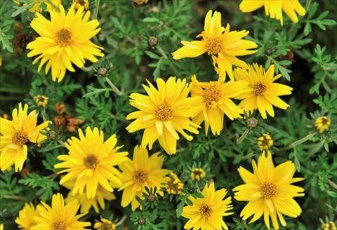 Photos von Blumenvarianten benutzt als: Topf und Beet Bidens ferulifolia Rapid Double Yellow