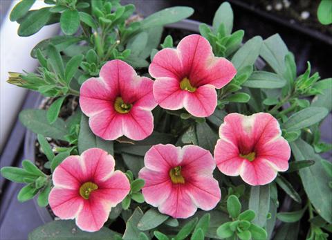 Photos von Blumenvarianten benutzt als: Ampel/Topf Calibrachoa Volcano Pink