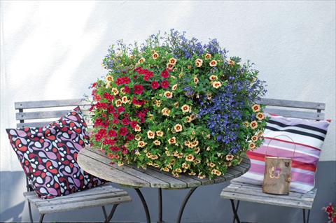 Photos von Blumenvarianten benutzt als: Ampel/Topf 3 Combo Confetti Garden Waterbury