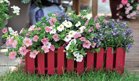 Photos von Blumenvarianten benutzt als: Ampel/Topf 3 Combo Confetti Garden Waterlily