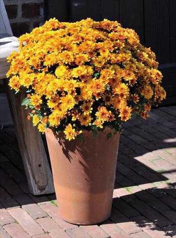 Photos von Blumenvarianten benutzt als: Topf Chrysanthemum Cameleon