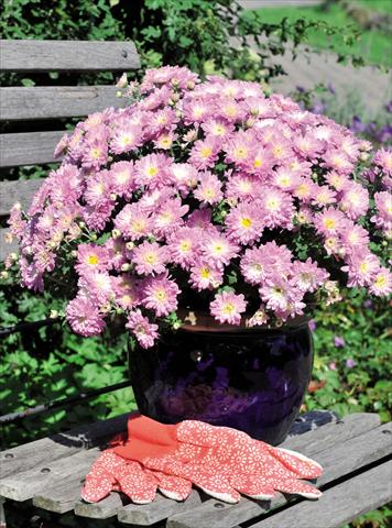 Photos von Blumenvarianten benutzt als: Topf Chrysanthemum Daybreak Dark Apple Blossom