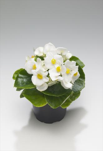 Photos von Blumenvarianten benutzt als: Beet- / Rabattenpflanze Begonia semperflorens Monza White