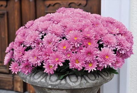 Photos von Blumenvarianten benutzt als: Topf Chrysanthemum Mystic Mums Experimental 2014