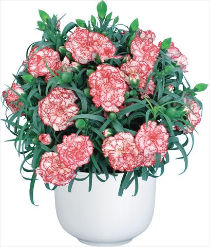 Photos von Blumenvarianten benutzt als: Schnittblume Dianthus caryophyllus Mediterraneo Hyeres