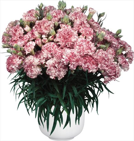 Photos von Blumenvarianten benutzt als: Topf Dianthus caryophyllus Oriental Bien Fait