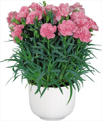Photos von Blumenvarianten benutzt als: Topf Dianthus caryophyllus Oriental Camille Pink