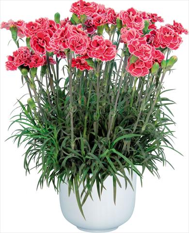 Photos von Blumenvarianten benutzt als: Topf Dianthus caryophyllus Sprint Mondriaan