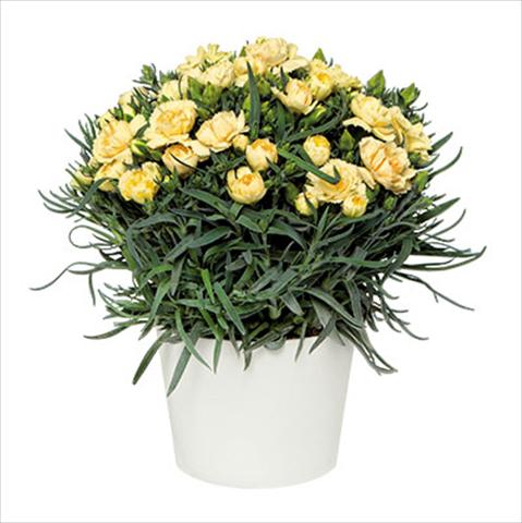 Photos von Blumenvarianten benutzt als: Topf Dianthus caryophyllus Sprint Quevedo