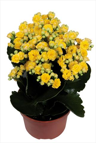 Photos von Blumenvarianten benutzt als: Topf Kalanchoe Calandiva Bleeth