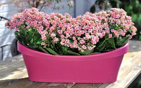 Photos von Blumenvarianten benutzt als: Topf Kalanchoe Calandiva Cadillac Pink