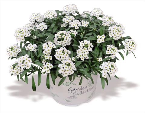 Photos von Blumenvarianten benutzt als: Topf Lobularia maritima Yolo White