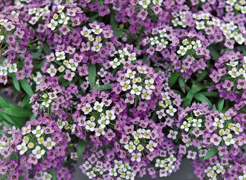 Photos von Blumenvarianten benutzt als: Topf Lobularia maritima Yolo Lavender