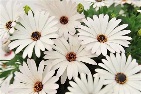 Photos von Blumenvarianten benutzt als: Topf Osteospermum Margarita Supreme White