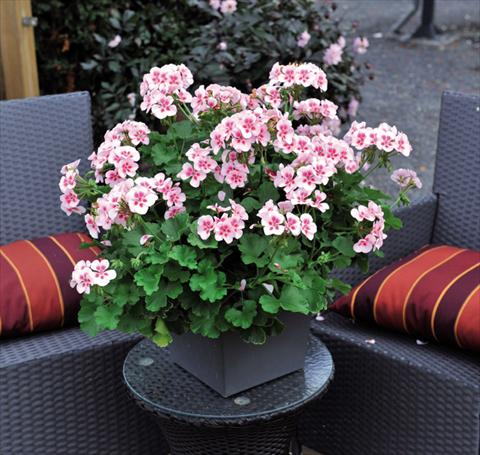 Photos von Blumenvarianten benutzt als: Topf Pelargonium interspec. Schöne von Rheinberg White Splash