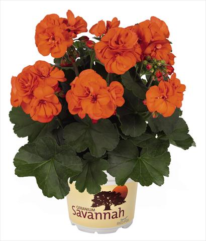 Photos von Blumenvarianten benutzt als: Topf Pelargonium zonale Savannah Oh so Orange