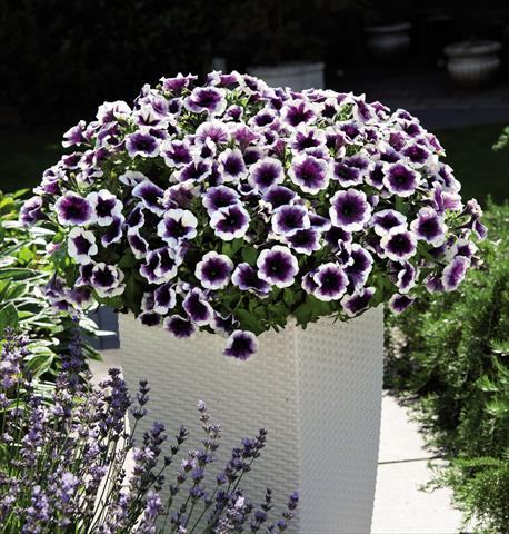 Photos von Blumenvarianten benutzt als: Ampel/Topf Petunia hybrida Potunia Purple Halo