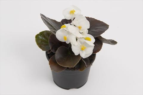 Photos von Blumenvarianten benutzt als: Topf und Beet Begonia semperflorens Senator White Improved