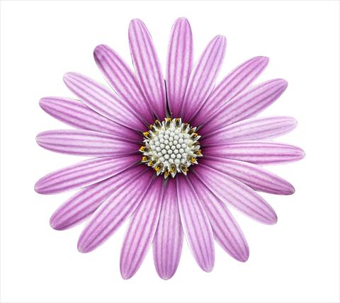 Photos von Blumenvarianten benutzt als: Topf und Beet Osteospermum ecklonis Cape Daisy Eye Catcher Purple