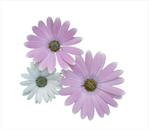 Photos von Blumenvarianten benutzt als: Topf und Beet Osteospermum ecklonis Cape Daisy Softly Pink