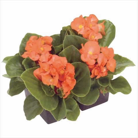 Photos von Blumenvarianten benutzt als: Beet- / Rabattenpflanze Begonia semperflorens Royal Salmon Orange