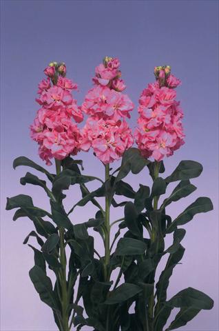 Photos von Blumenvarianten benutzt als: Topf und Beet Matthiola incana Iron Deep Pink