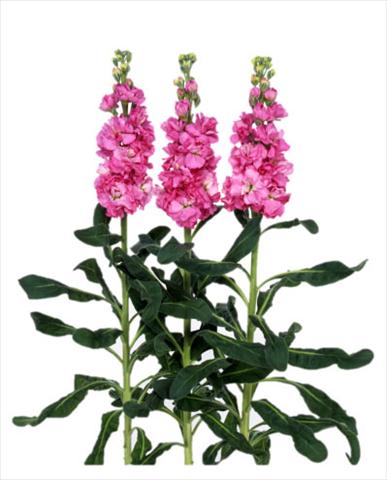 Photos von Blumenvarianten benutzt als: Topf und Beet Matthiola incana Iron Rose Pink