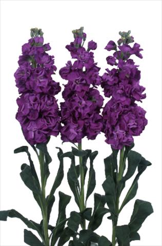 Photos von Blumenvarianten benutzt als: Topf und Beet Matthiola incana Iron Purple