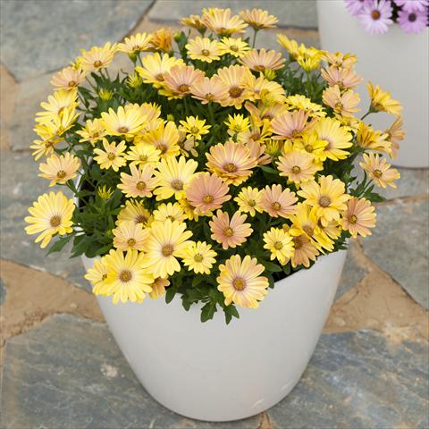 Photos von Blumenvarianten benutzt als: Topf und Beet Osteospermum ecklonis Cape Daisy Magic Sunrise
