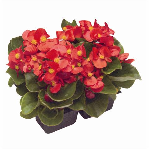 Photos von Blumenvarianten benutzt als: Beet- / Rabattenpflanze Begonia semperflorens Royal Scarlet