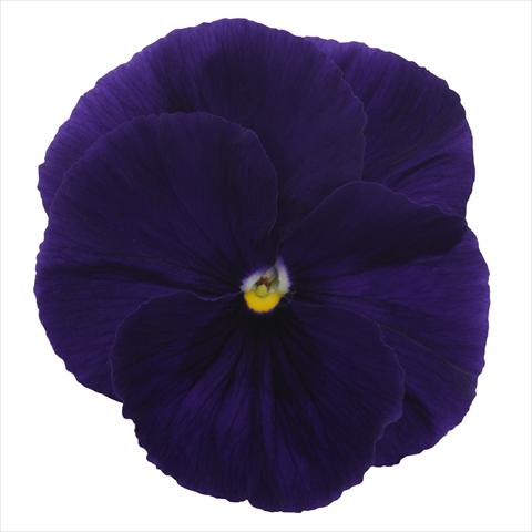 Photos von Blumenvarianten benutzt als: Beet, Topf oder Ampel Viola wittrockiana Dynamite Clear Purple