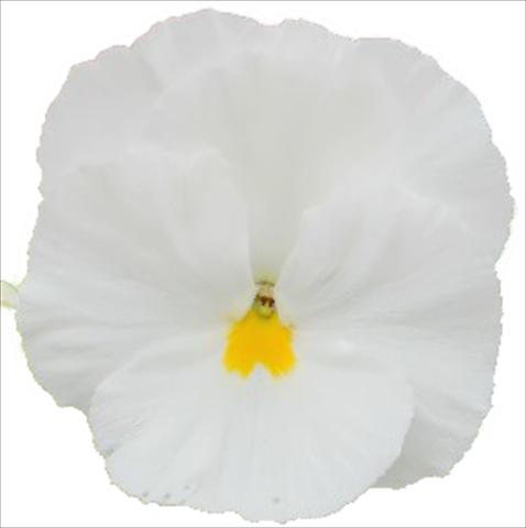 Photos von Blumenvarianten benutzt als: Beet, Topf oder Ampel Viola wittrockiana Dynamite Clear White