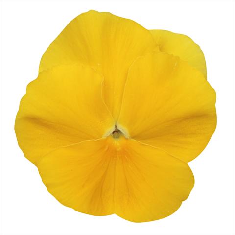 Photos von Blumenvarianten benutzt als: Beet, Topf oder Ampel Viola wittrockiana Dynamite Clear Yellow