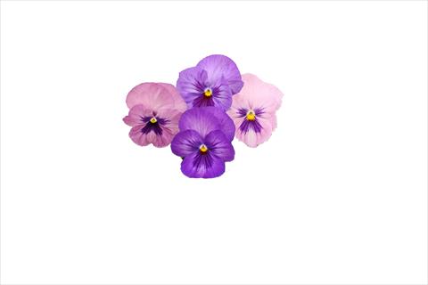 Photos von Blumenvarianten benutzt als: Beet, Topf oder Ampel Viola wittrockiana Dynamite Lavender Shades