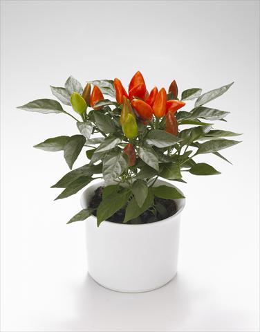 Photos von Blumenvarianten benutzt als: Ampel/Topf Capsicum annuum Calypso Deep Orange