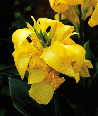 Photos von Blumenvarianten benutzt als: Topf Canna hybrida Cannova Yellow