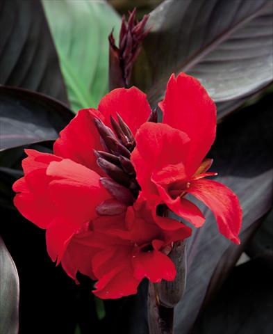 Photos von Blumenvarianten benutzt als: Topf Canna hybrida Cannova Scarlet Bronze Leaf